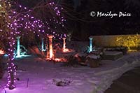 Christmas lights at the Denver Botanic Gardens, Denver, CO