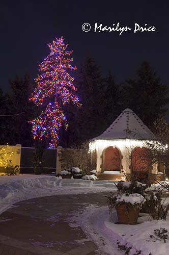 Christmas lights at the Denver Botanic Gardens, Denver, CO