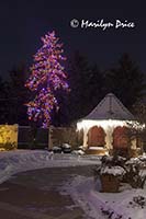 Christmas lights at the Denver Botanic Gardens, Denver, CO