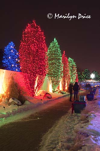 Christmas lights at the Denver Botanic Gardens, Denver, CO