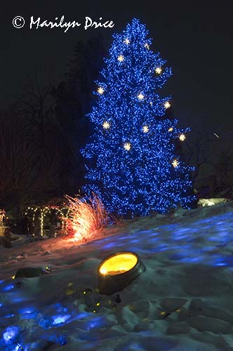Christmas lights at the Denver Botanic Gardens, Denver, CO