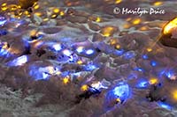 Christmas lights at the Denver Botanic Gardens, Denver, CO