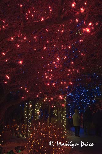 Christmas lights at the Denver Botanic Gardens, Denver, CO