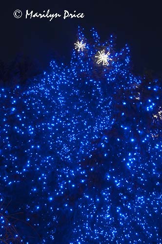 Christmas lights at the Denver Botanic Gardens, Denver, CO