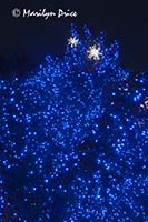 Christmas lights at the Denver Botanic Gardens, Denver, CO