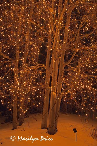 Christmas lights at the Denver Botanic Gardens, Denver, CO