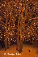 Christmas lights at the Denver Botanic Gardens, Denver, CO