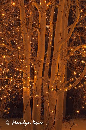Christmas lights at the Denver Botanic Gardens, Denver, CO