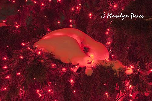 Christmas lights at the Denver Botanic Gardens, Denver, CO