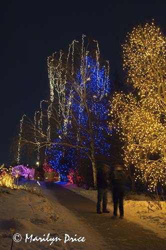 Christmas lights at the Denver Botanic Gardens, Denver, CO