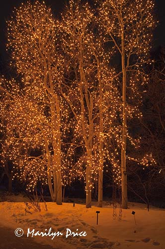 Christmas lights at the Denver Botanic Gardens, Denver, CO