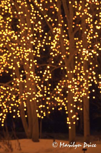 Christmas lights at the Denver Botanic Gardens, Denver, CO