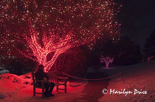 Christmas lights at the Denver Botanic Gardens, Denver, CO