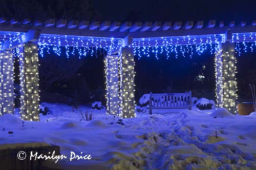 Christmas lights at the Denver Botanic Gardens, Denver, CO