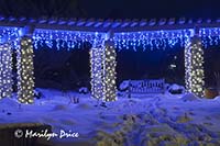 Christmas lights at the Denver Botanic Gardens, Denver, CO