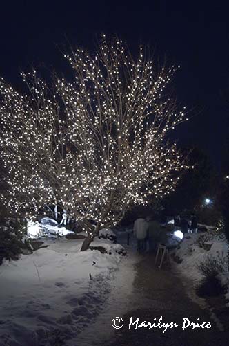 Christmas lights at the Denver Botanic Gardens, Denver, CO