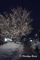 Christmas lights at the Denver Botanic Gardens, Denver, CO