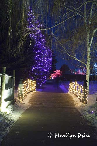 Christmas lights at the Denver Botanic Gardens, Denver, CO