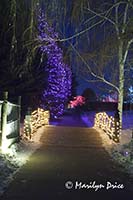 Christmas lights at the Denver Botanic Gardens, Denver, CO