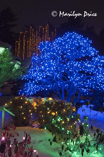 Christmas lights at the Denver Botanic Gardens, Denver, CO