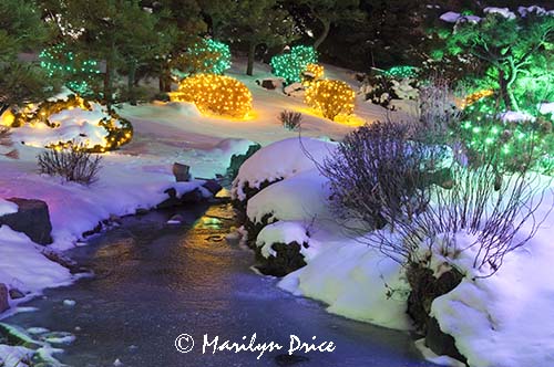 Christmas lights at the Denver Botanic Gardens, Denver, CO