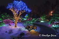 Christmas lights at the Denver Botanic Gardens, Denver, CO