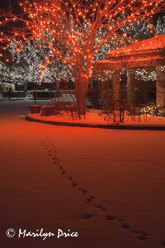 Christmas lights at the Denver Botanic Gardens, Denver, CO