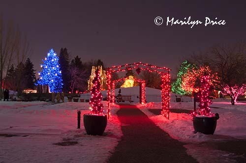 Christmas lights at the Denver Botanic Gardens, Denver, CO