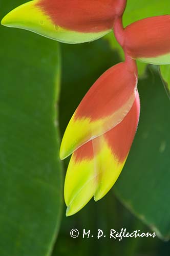 Flower, Hemingway House, Key West, FL
