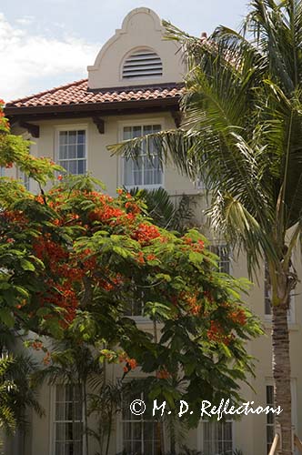 Facade of the Flagler Hotel with a Royal Poinciana Tree (Delonix regia) or Flame Tree, Key West, FL