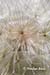 Salsify seed head