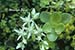 Stonecrop (Sedum ternatum)
