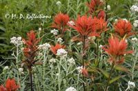 Magenta paintbrush and pearly everlastings