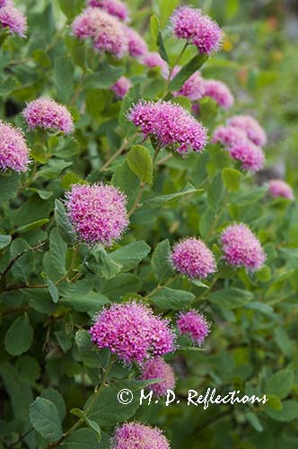 Rosy spirea (Spiraea densiflora)