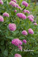 Rosy spirea (Spiraea densiflora)