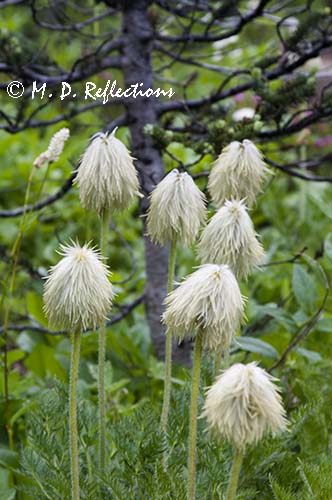 Pasqueflower seed heads