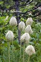 Pasqueflower seed heads
