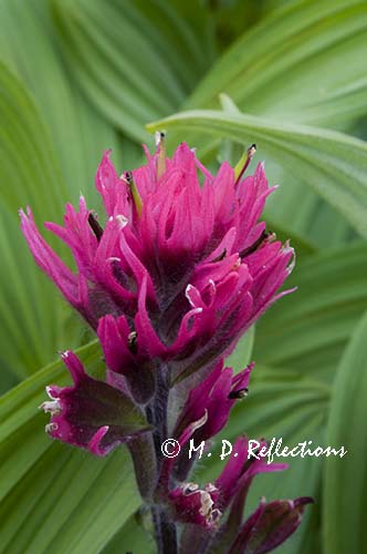 Magenta paintbrush and false hellebore