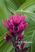 Magenta paintbrush and false hellebore