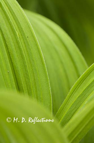 False hellebore