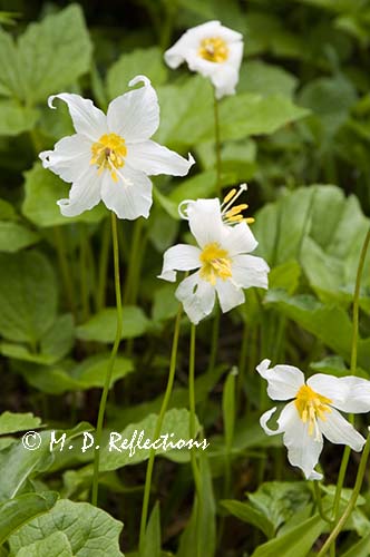 Avalanche lilies