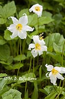 Avalanche lilies