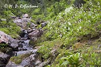 Unnamed stream and avalanche lilies