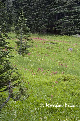 Subalpine meadow