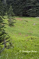Subalpine meadow