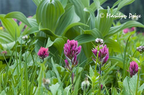 Magenta paintbrush, pearly everlastings, and false hellebore