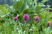 Magenta paintbrush, pearly everlastings, and false hellebore