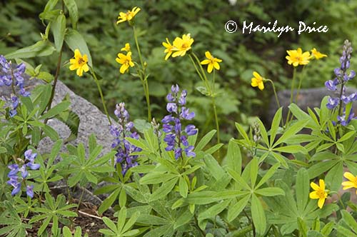 Lupine and golden asters