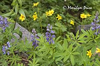Lupine and golden asters
