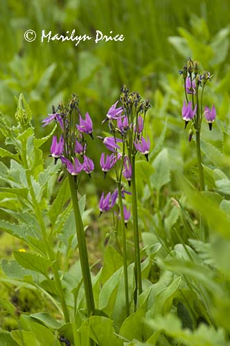 Jeffrey's shooting stars